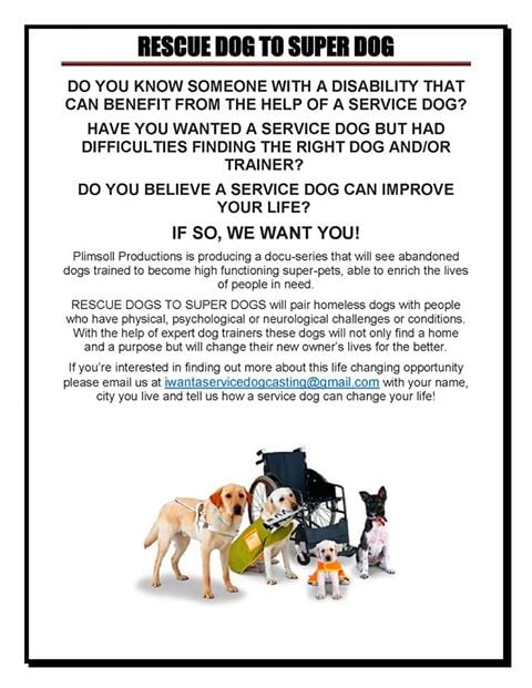 service dog training show