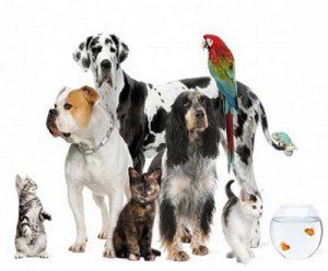ITV casting for pet show – UK