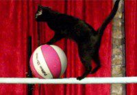 circus reality show casting call