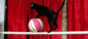 circus reality show casting call