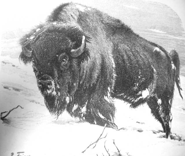 Buffalo Movie NM