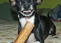 Growling Chihuahua