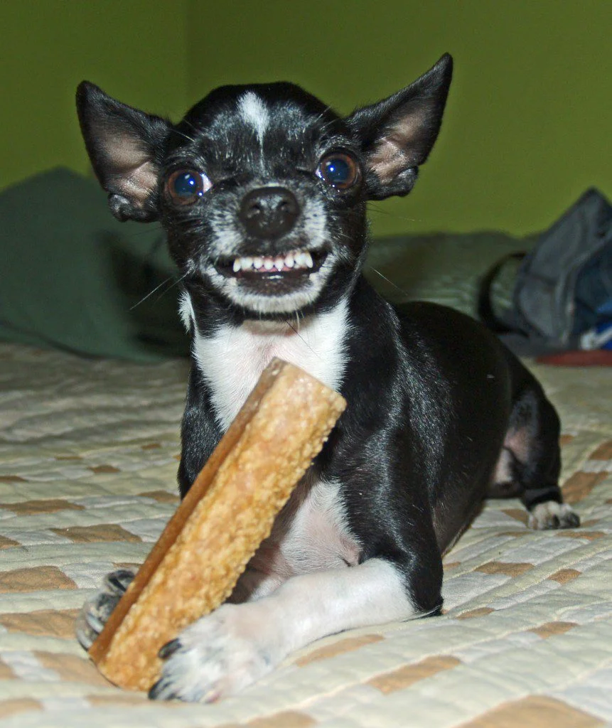 Growling Chihuahua