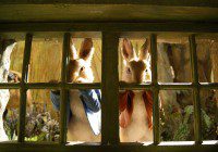 Auditions for paid actots in Michigan for "Peter Rabbit" theater production