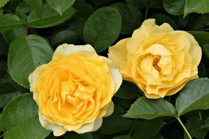 "Yellow Rose" film audition for teens