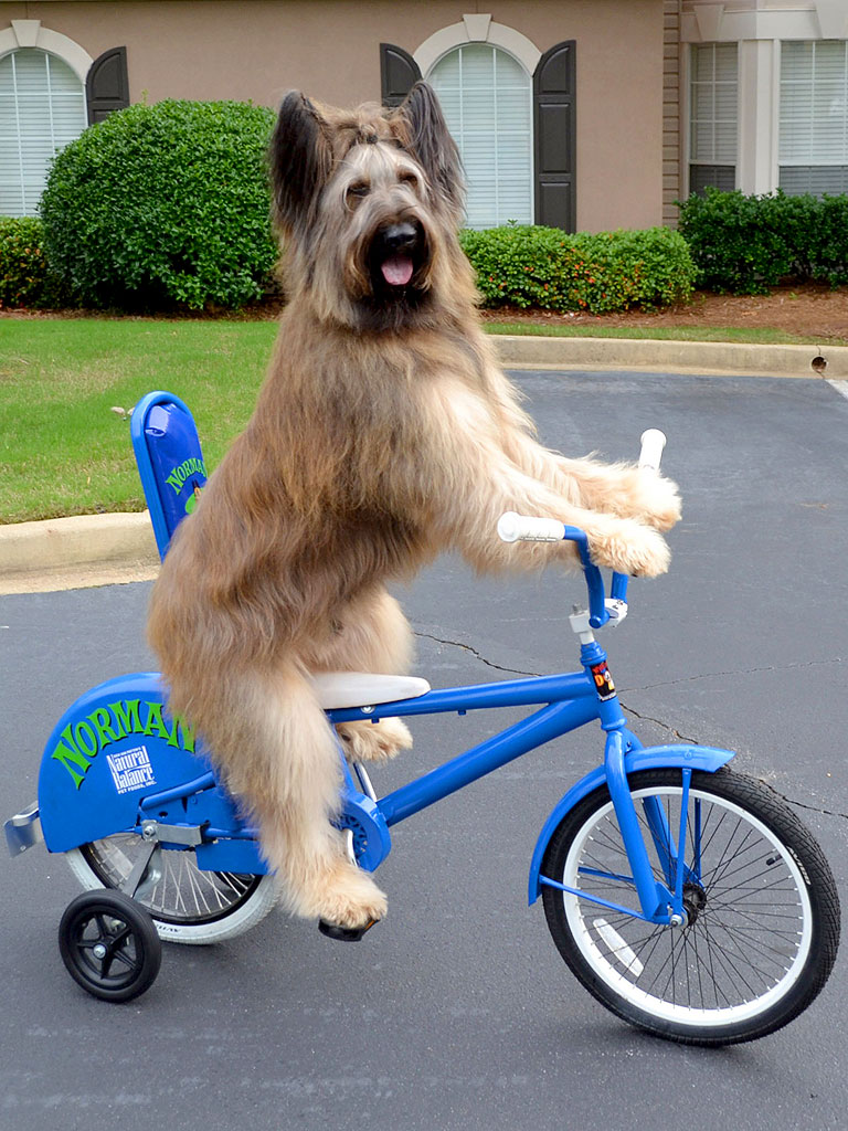 Now casting talented dogs in LA