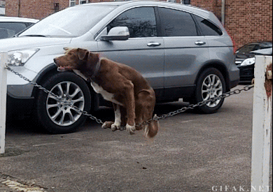 Swinging Dog