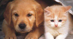 Read more about the article Pet Food TV Commercial Casting Pets and Their Owners Nationwide