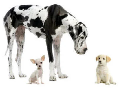 Big Dog Show casting call