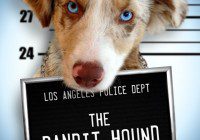 casting call for dogs