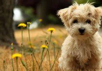 Casting call for dogs in NC