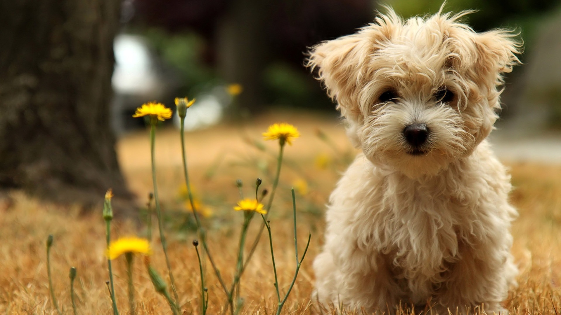 Casting call for dogs in NC