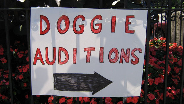 Auditions for dogs in Torionto