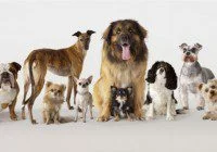 Dog auditions