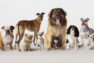 Dog auditions