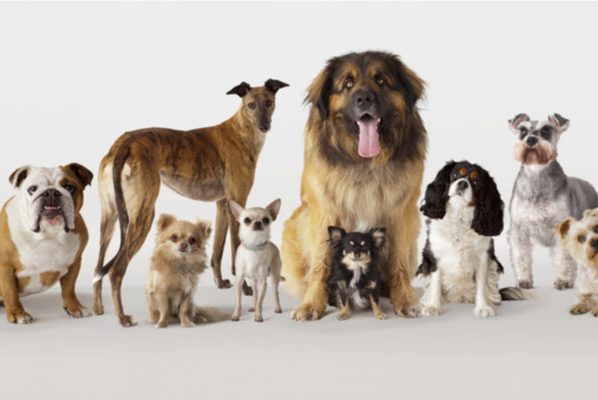 Dog auditions