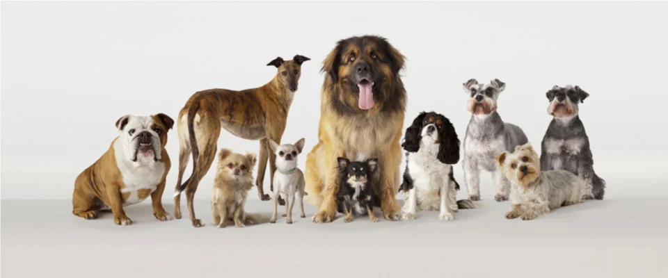 Dog auditions
