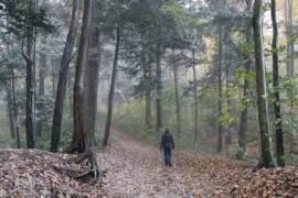 lost short film orlando