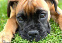 puppy casting call for new show