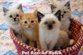 Pet Rescue Radio