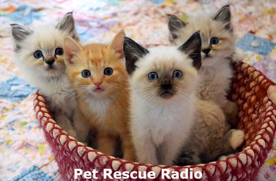 Read more about the article Radio Show Seeks Stories of Animal Rescues