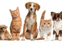 pet modeling
