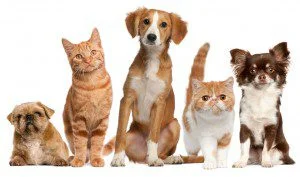 Casting Pets for Pet Fashion Show