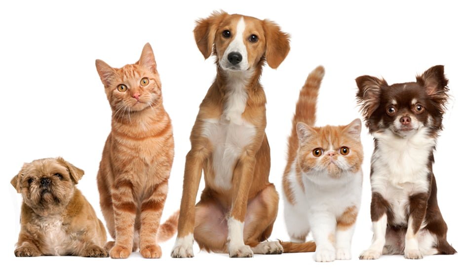 Read more about the article Casting Pets in Los Angeles for Stock Photo Shoot