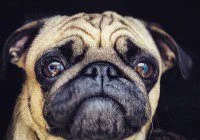 pet casting call
