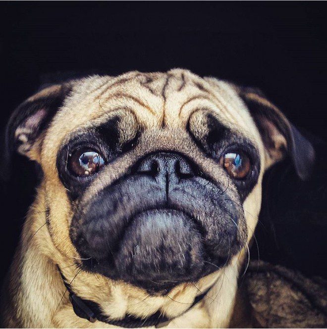 Casting Call for Pets in L.A. For a Chewy TV Commercial Auditions Free