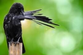 One Fine Day in Hell Movie