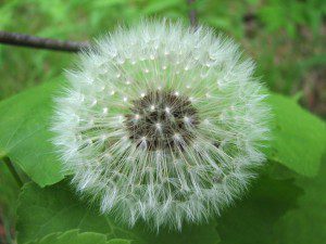 Dandelion