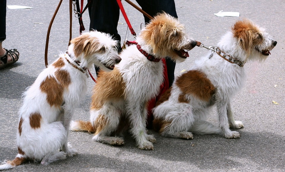 Dog Walker TV Show