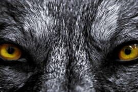 Running With Wolves movie