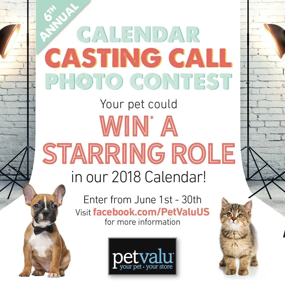 Dog modeling auditions