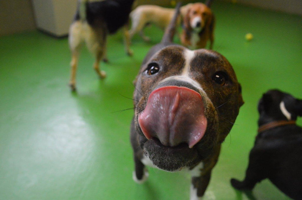 Doggie Casting Call Nationwide for Hallmark Channel Special “The