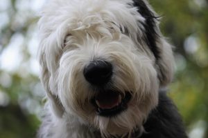 Read more about the article Dog Auditions in Chicago for Student Short