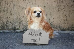 Casting People That Are Looking to Adopt a Dog