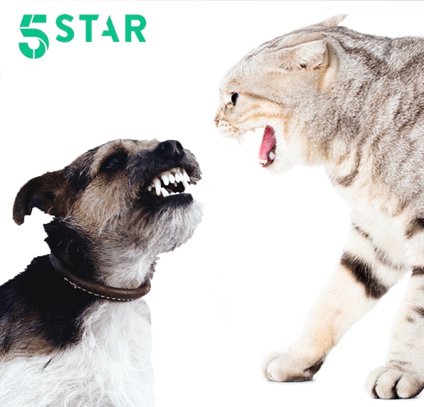 Read more about the article Casting Pet Owners Who Have Both Dogs and Cats Nationwide