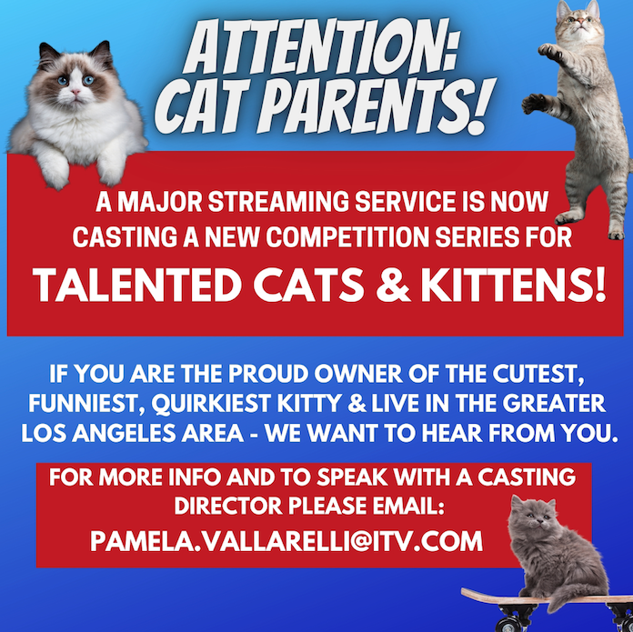 Read more about the article ITV America Casting Talented Cats in the Los Angeles Area