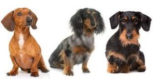 Casting Dogs, Dachsunds and Their Owners in South Hampton NY for Nathan’s Hot Dog Commercial
