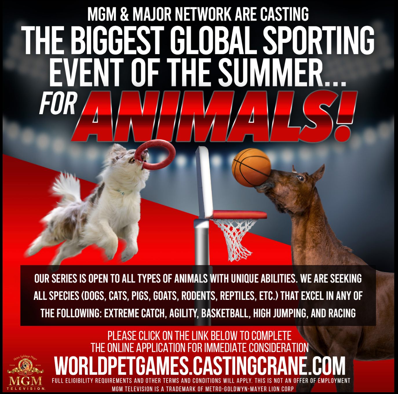 Read more about the article Pet Casting Call for Athletic Animals