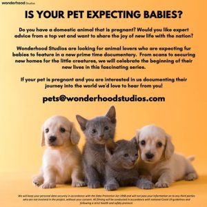 New Show Casting Expecting Pet Parents
