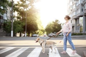 Read more about the article Canada – GTA Casting Visually Impaired Individuals who use a guide dog for a City of Toronto campaign