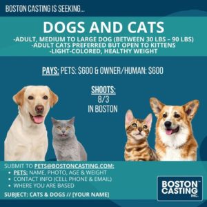 Dog and Cat Auditions in Boston – Pays $1200