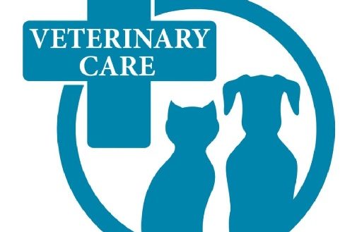 Read more about the article Auditions for REAL Veterinarians for Short Film